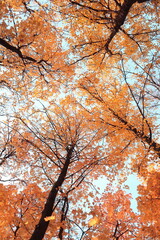 Tree tops in autumn season. Nature background.