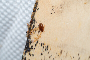 Bed Bugs with it's eggs and babies on a bed slates - obrazy, fototapety, plakaty