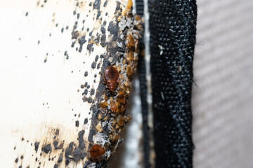 Naklejka na ściany i meble Bed Bugs, Eggs and Nymphs Found On Bed Slate