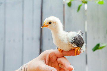 beautiful hen chicken in woman's hand