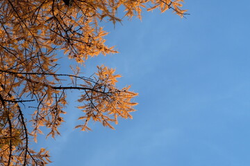 Fragment of larix tree in autumn season against blue sky. Copy space for text.