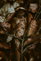 leaf on the ground