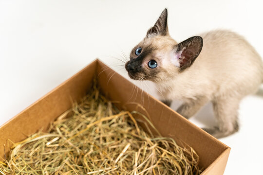 Thai kitten hiding in box basket. Purebred 2 month old Siamese cat with blue almond shaped eyes on box basket background. Concepts of pets play hiding