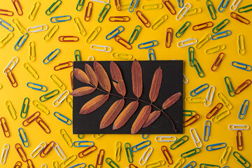 Colorful paper clip background and autumn bright leaf. Back to school with stationary. Multicolored paper clips
