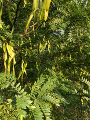 autumn leaves background