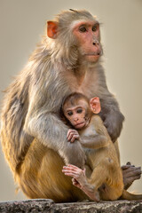 Mother loving her baby. Rhesus macaque or Macaca mulatta monkey mother and baby in cuddling moment