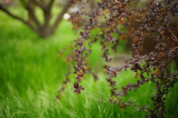Barberry branches with small purple leaves in the garden.