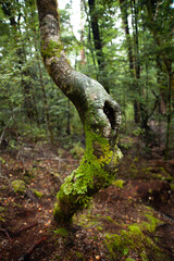 Fototapeta premium tree in the forest