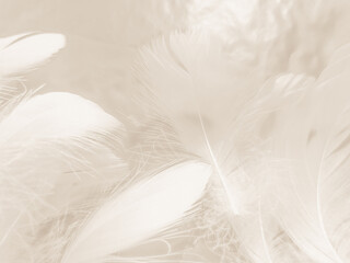 Beautiful abstract gray and white feathers on white background, soft brown feather texture on white...