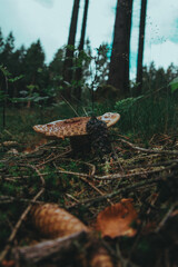 mushrooms in the forest