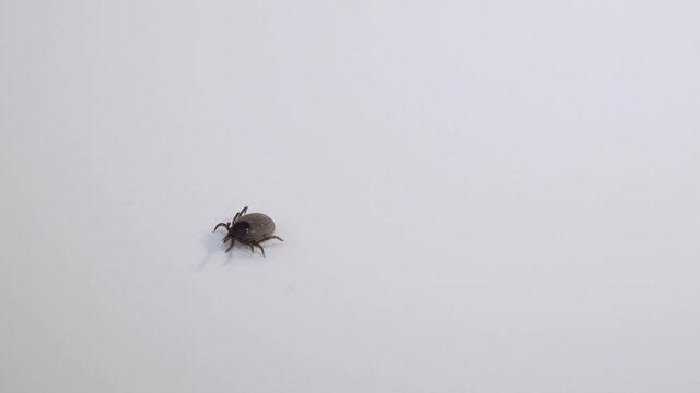 Handicaped tick with only 7 legs walking on a white background