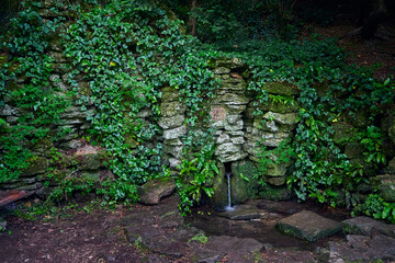 Fototapeta premium Natural Wellspring in the forest, climbing ivy on rocks