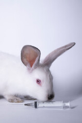 scared white and gray rabbits-bunnies near an injection-syringe. copy space. veterinary, experiments, cosmetics concept. High quality photo