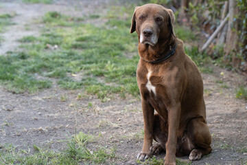 Adorable brown labrador relaxing in the garden