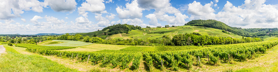 Fototapeta na wymiar Panorama des Vignobles du Jura