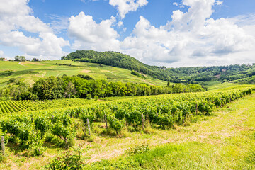 Fototapeta na wymiar Vignobles du Jura