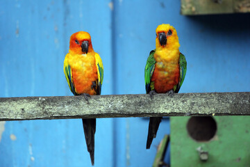 Two parrots on a branch