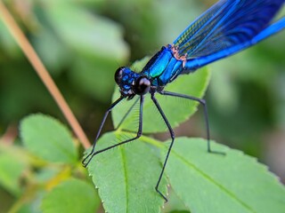 blue dragonfly on a leaf