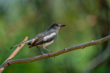 Oriental Magpie-robin female (Copsychus saularis) perching on the a tree branch with blurry background. Selective focus