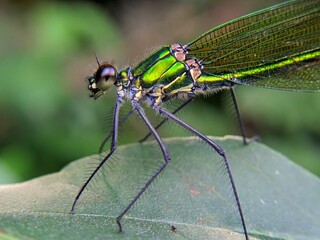 dragonfly on a leaf