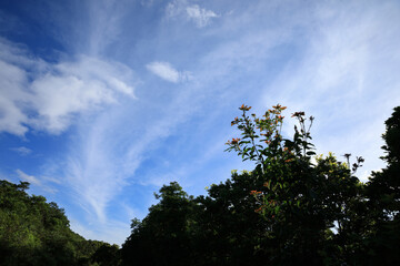 Summer mountain with green forest under blue sky landscape