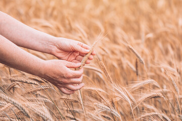 Fototapeta na wymiar Female farm worker agronomist examining ripe barley crops
