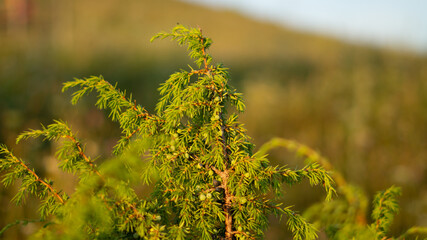 plants, night flowers, delicate flower,  village