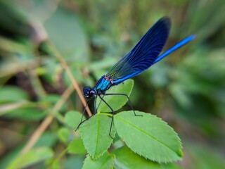 blue dragon fly