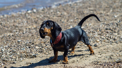 Dog dachshund breed guards people