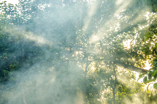 The light of the sun breaks through the leaves and smoke © Payllik