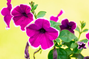 Fototapeta premium Petunia on a green background