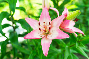 Pink lily flower close up, Selective focus.