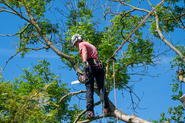 A Tree Surgeon or Arborist using safety ropes ready to work up a tree.