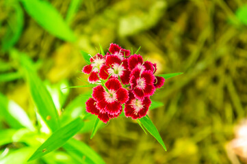 Red forest flower in summer in a clearing closeup