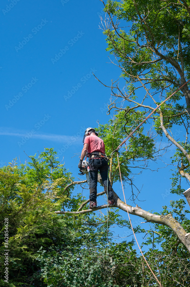 Wall mural a tree surgeon or arborist using safety ropes stands on a tree branch cutting off branches.