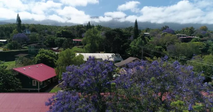 Aerial view of upcountry Kula Maui Waldorf school. 