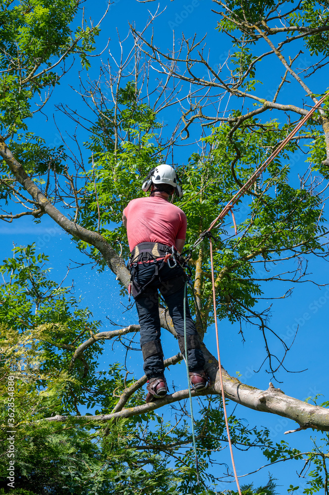 Wall mural a tree surgeon or arborist uses safety equipment to work up a tree.