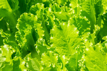 Bright green lettuce leaves growing closeup