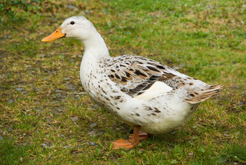 Farm raised free range domesticated duck standing in a grassy farmyard