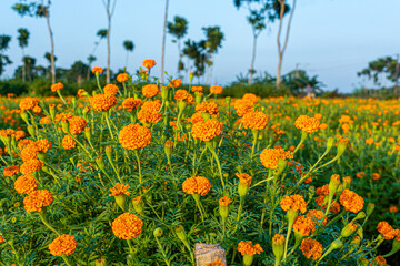 Beautiful flower bed of orange marigolds in a field.