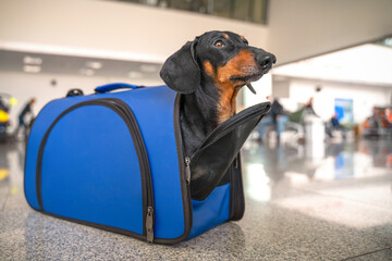Obedient dachshund dog sits in almost closed blue pet carrier at airport or train station, looks up and waits owner. Safe travel with animals. Customs quarantine to transporting animals across border.