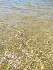 summer lake water waves on shallow