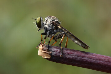 robber fly