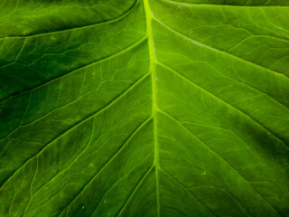 ไฟเบอร์รูปแบบของตระกูลบอน