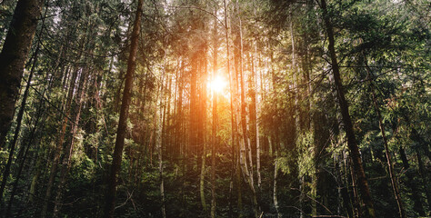 Beautiful dense forest in landscape mountains. Light running through fir forest at dawn or sunrise....