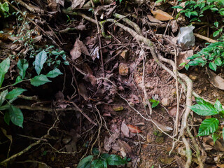Root water eroded