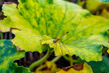 Yellow and black striped Diplacodes trivialis or ground skimmer dragonfly is sitting on a green leaf.