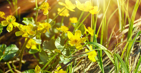 Spring meadow with flowers