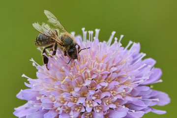 Bee collects nectar on the violet flowers of the devil's-bit (Succisa pratensis)