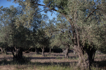 Green olive tree. Urla / Izmir / Turkey. Agriculture concept photo.